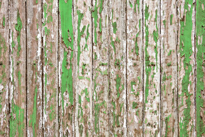Full frame shot of bamboo trees in forest