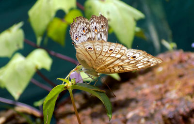 Close-up of butterfly perching on plant