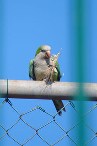 Low angle view of bird perching on fence against blue sky