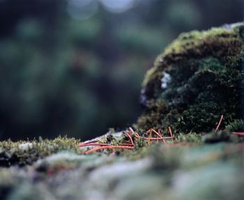 Close-up of moss on rock