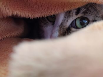 Close-up portrait of cat