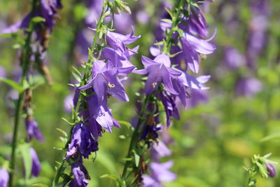 Close-up of purple flowering plant