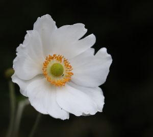 Close-up of white flower against black background