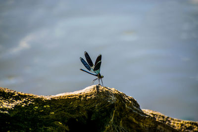 Close-up of a bird against the sky