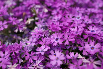 Close-up of purple flowering plants