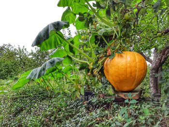 Close-up of pumpkin on tree