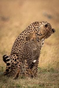 Cheetah on field in zoo