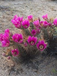 Close-up of pink flowers