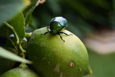 Close-up of insect on fruit