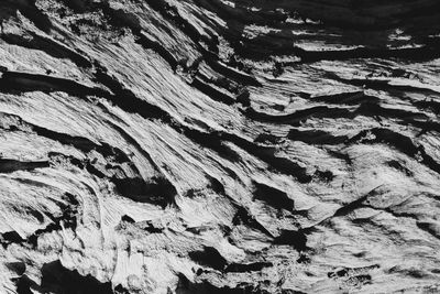 Full frame shot of tree trunk