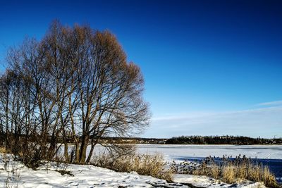 Bare trees on snow covered landscape