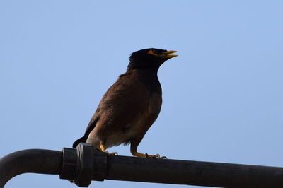 Low angle view of birds perched against clear blue sky