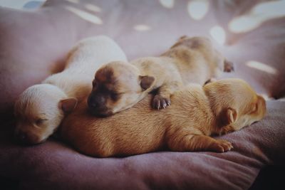 Close-up of dog lying on bed