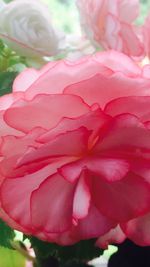 Close-up of pink roses