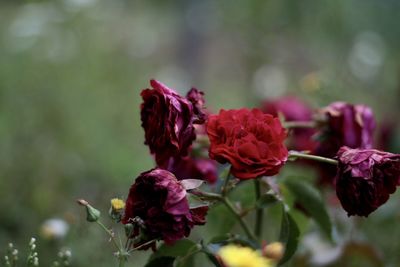 Close-up of red rose plant