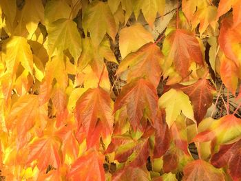 Full frame shot of autumn leaves