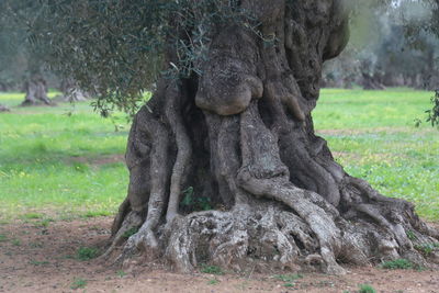 Close-up of tree trunk in park