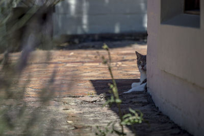 Cat on stone wall