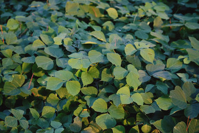 Full frame shot of leaves floating on field