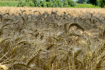 View of wheat growing in field