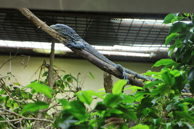 Close-up of lizard in cage