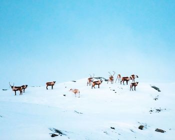 Herd of reindeer in snow against clear sky