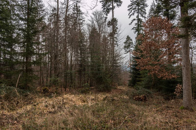 Trees in forest