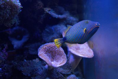 Close-up of fish swimming in sea