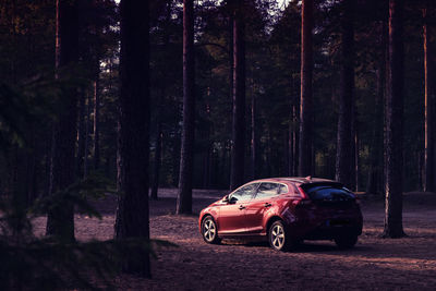 Vintage car on tree trunk in forest