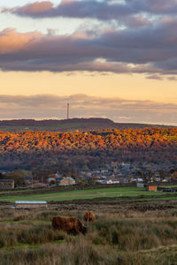 Scenic view of field against sky during sunset