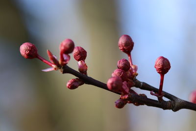 Close-up of red flowering plant