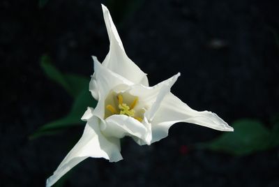 Close-up of flower against black background