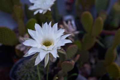 Close-up of white flowering plant