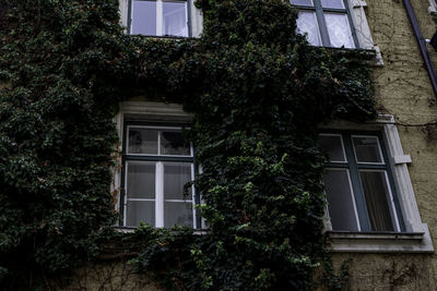 Low angle view of ivy growing on building