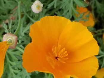 Close-up of yellow flowers blooming outdoors