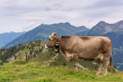 Scenic view of cow standing on field