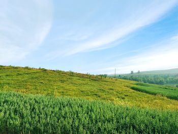 Scenic view of agricultural field against sky