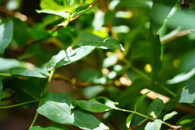 Close-up of green leaves on plant