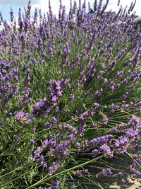 Close-up of lavender flowers blooming on field