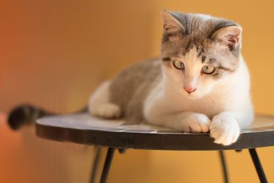 Close-up of cat sitting on table