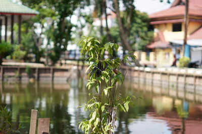 Plant by lake against building