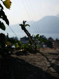 Close-up of plant growing on land against sky