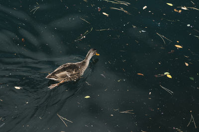 High angle view of bird swimming in lake