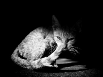 Close-up of cat against black background