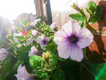 Close-up of flowers blooming outdoors