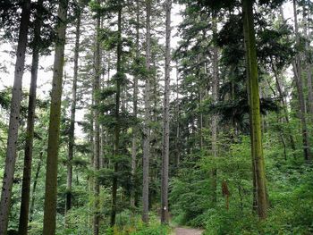 Low angle view of trees in forest