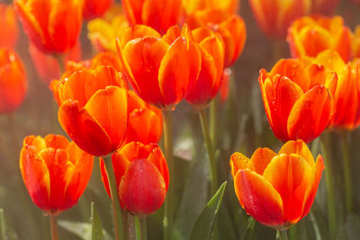 Close-up of orange tulips