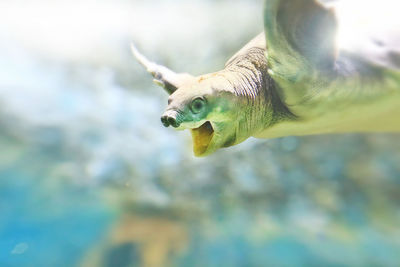 Close-up of turtle swimming in sea