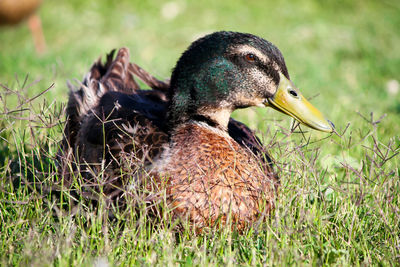 Close-up of duck on field