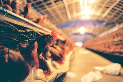 Close-up of hen in coop